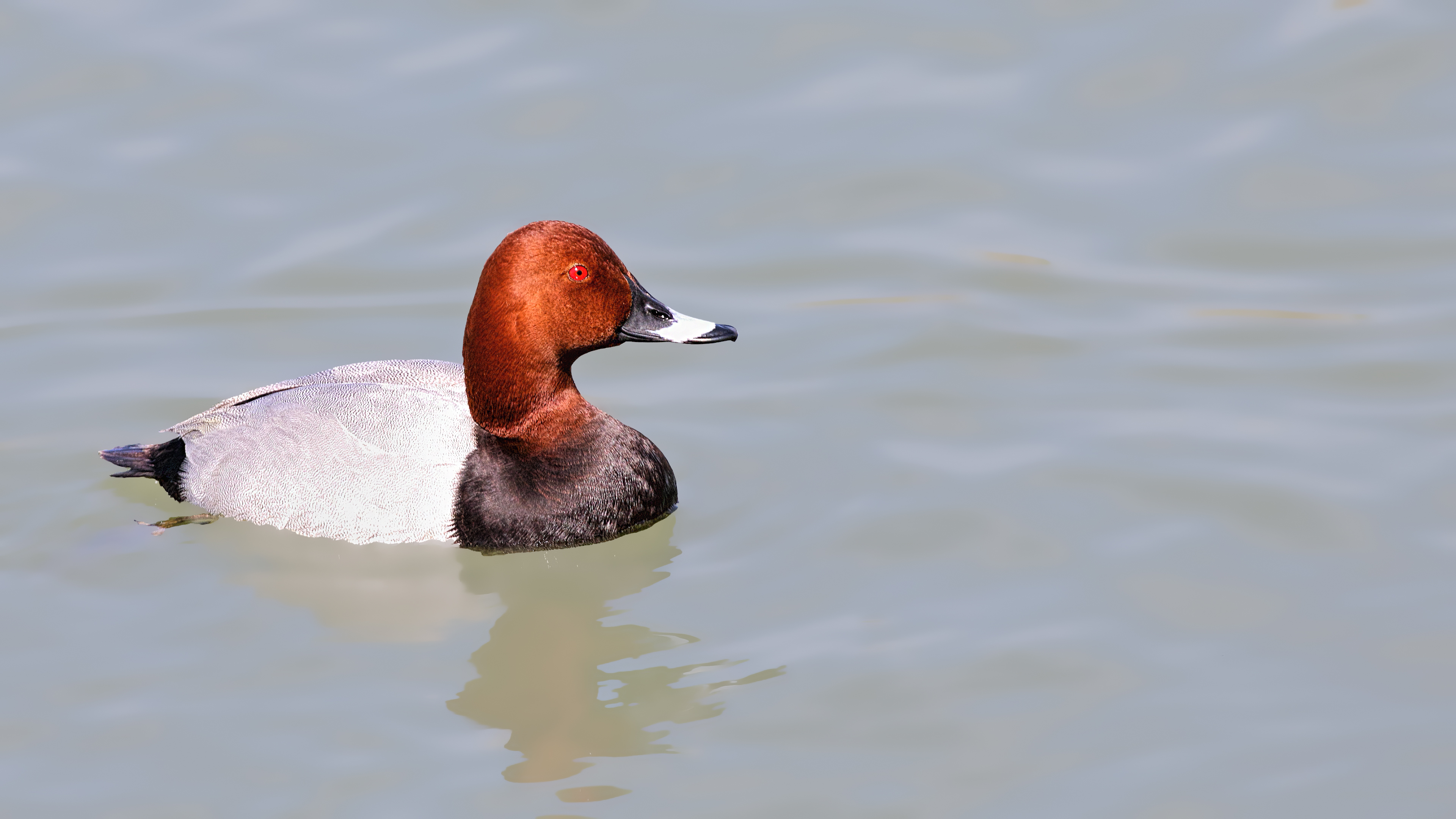 Common Pochard